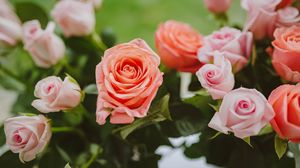 Preview wallpaper roses, pink, flowers, bloom, plant