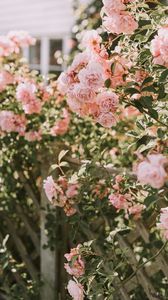 Preview wallpaper roses, pink, flowers, bush, plant