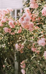 Preview wallpaper roses, pink, flowers, bush, plant