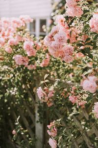 Preview wallpaper roses, pink, flowers, bush, plant