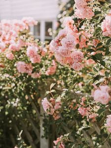 Preview wallpaper roses, pink, flowers, bush, plant