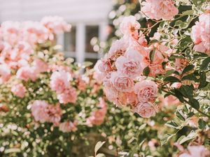 Preview wallpaper roses, pink, flowers, bush, plant