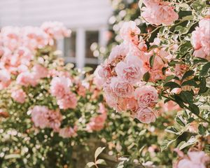 Preview wallpaper roses, pink, flowers, bush, plant