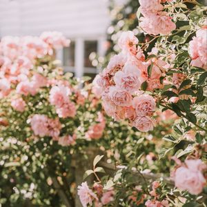 Preview wallpaper roses, pink, flowers, bush, plant