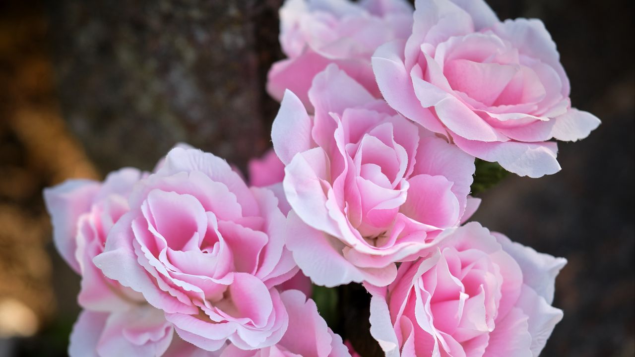 Wallpaper roses, pink, petals, flowers, blur