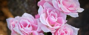 Preview wallpaper roses, pink, petals, flowers, blur