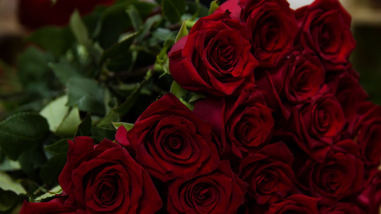 Wallpaper roses, red, bouquet, flowers