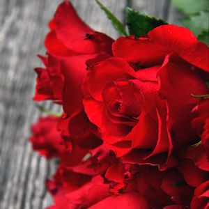 Preview wallpaper roses, red, bouquet, buds, petals, closeup