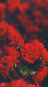 Preview wallpaper roses, red, bouquet, blur