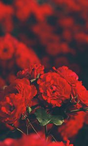 Preview wallpaper roses, red, bouquet, blur