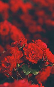 Preview wallpaper roses, red, bouquet, blur