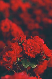Preview wallpaper roses, red, bouquet, blur