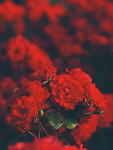 Preview wallpaper roses, red, bouquet, blur