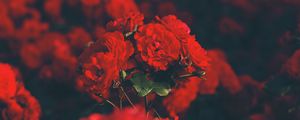 Preview wallpaper roses, red, bouquet, blur