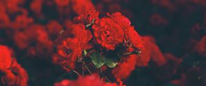 Preview wallpaper roses, red, bouquet, blur