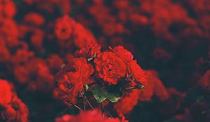 Preview wallpaper roses, red, bouquet, blur