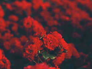 Preview wallpaper roses, red, bouquet, blur