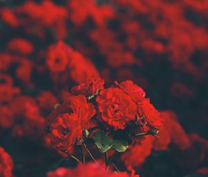 Preview wallpaper roses, red, bouquet, blur