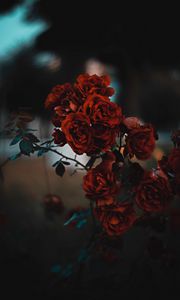 Preview wallpaper roses, red, bush, blur, scarlet