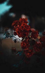 Preview wallpaper roses, red, bush, blur, scarlet