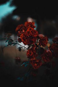 Preview wallpaper roses, red, bush, blur, scarlet