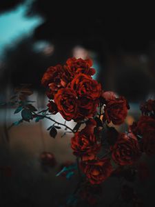 Preview wallpaper roses, red, bush, blur, scarlet