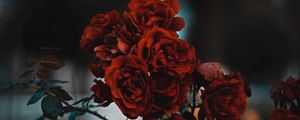 Preview wallpaper roses, red, bush, blur, scarlet