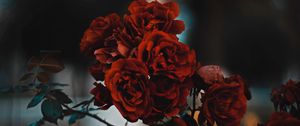Preview wallpaper roses, red, bush, blur, scarlet