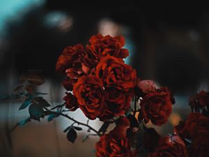 Preview wallpaper roses, red, bush, blur, scarlet