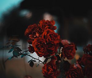 Preview wallpaper roses, red, bush, blur, scarlet