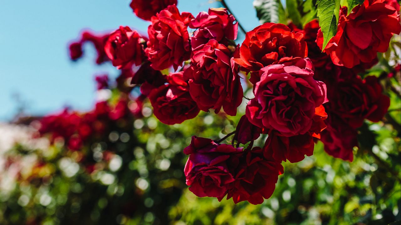 Wallpaper roses, red, bush, blur, bloom
