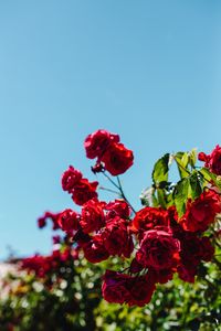 Preview wallpaper roses, red, bush, blur, bloom