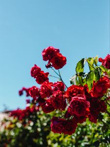 Preview wallpaper roses, red, bush, blur, bloom
