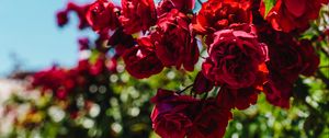Preview wallpaper roses, red, bush, blur, bloom