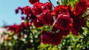 Preview wallpaper roses, red, bush, blur, bloom