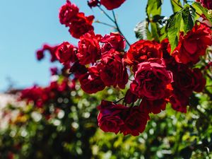 Preview wallpaper roses, red, bush, blur, bloom