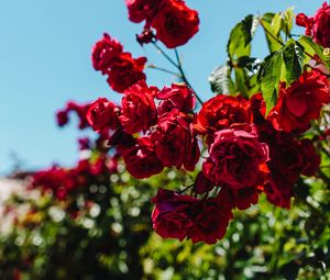 Preview wallpaper roses, red, bush, blur, bloom