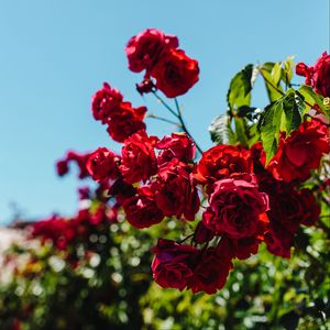 Preview wallpaper roses, red, bush, blur, bloom