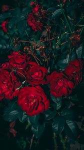 Preview wallpaper roses, red, bush, garden, bloom, leaves