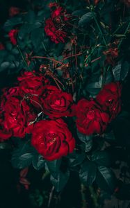 Preview wallpaper roses, red, bush, garden, bloom, leaves