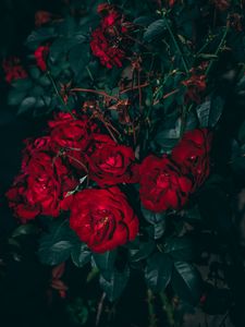 Preview wallpaper roses, red, bush, garden, bloom, leaves