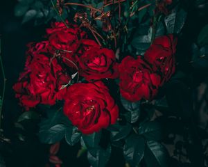 Preview wallpaper roses, red, bush, garden, bloom, leaves