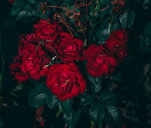 Preview wallpaper roses, red, bush, garden, bloom, leaves