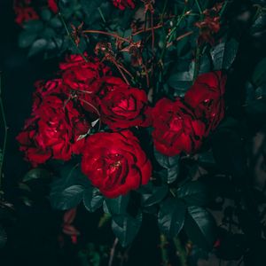 Preview wallpaper roses, red, bush, garden, bloom, leaves