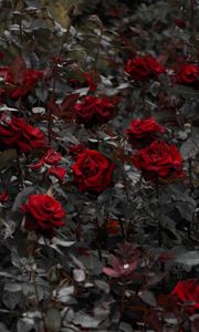 Preview wallpaper roses, red, flowerbed, flowering, stems, leaves