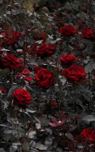 Preview wallpaper roses, red, flowerbed, flowering, stems, leaves