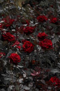 Preview wallpaper roses, red, flowerbed, flowering, stems, leaves