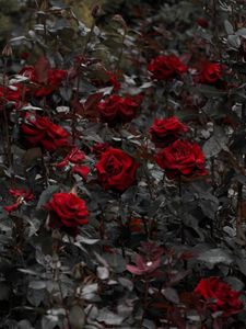 Preview wallpaper roses, red, flowerbed, flowering, stems, leaves