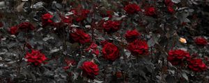 Preview wallpaper roses, red, flowerbed, flowering, stems, leaves