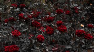 Preview wallpaper roses, red, flowerbed, flowering, stems, leaves